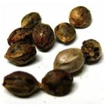 Семена марихуаны АК-47  (Seeds AK-47) в Сухом Логу